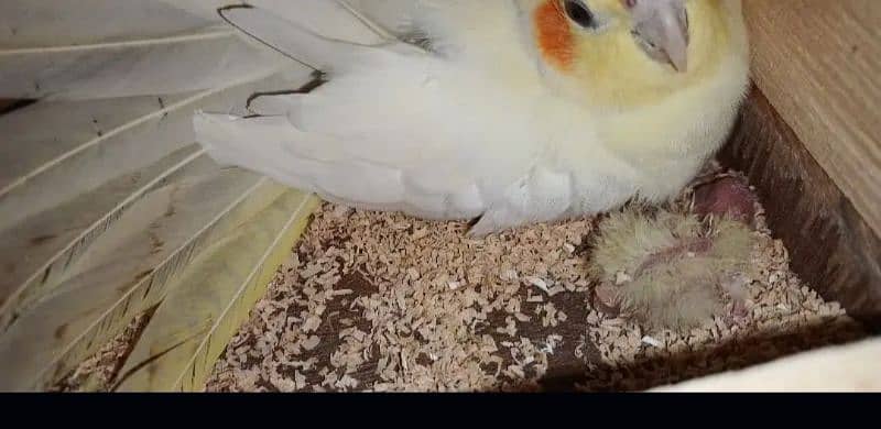 TAMED COCKATIEL PARROT FOR SALE 5