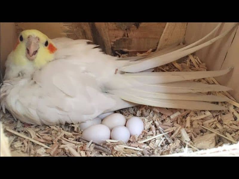 TAMED COCKATIEL PARROT FOR SALE 3