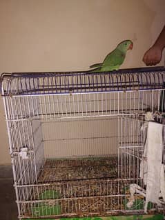 TALKING GREEN KASHMIRI PAHADI PARROT ( FEMALE )