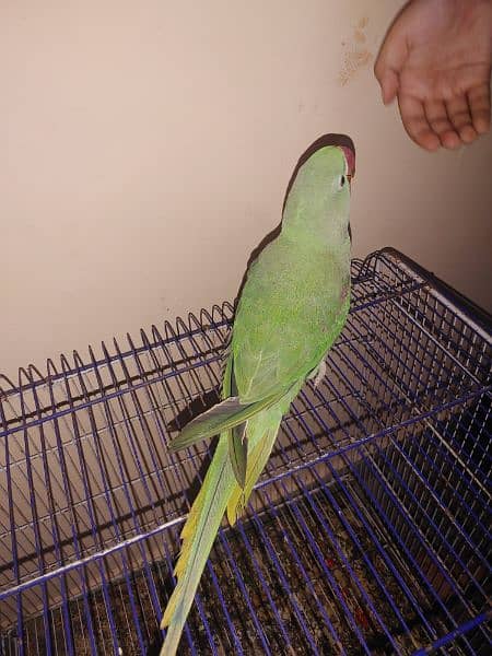 TALKING GREEN KASHMIRI PAHADI PARROT ( FEMALE ) 1