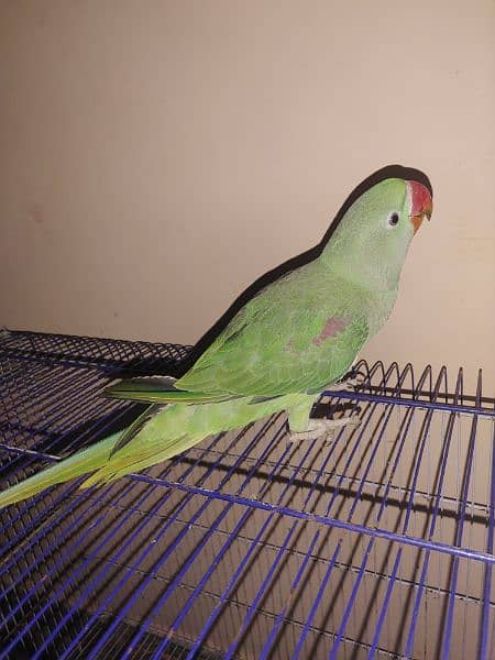 TALKING GREEN KASHMIRI PAHADI PARROT ( FEMALE ) 2