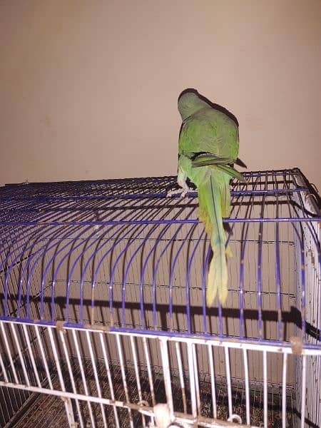 TALKING GREEN KASHMIRI PAHADI PARROT ( FEMALE ) 3