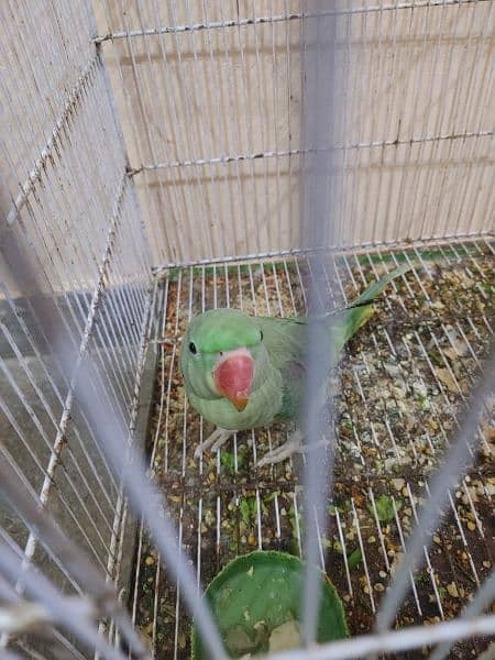 TALKING GREEN KASHMIRI PAHADI PARROT ( FEMALE ) 4