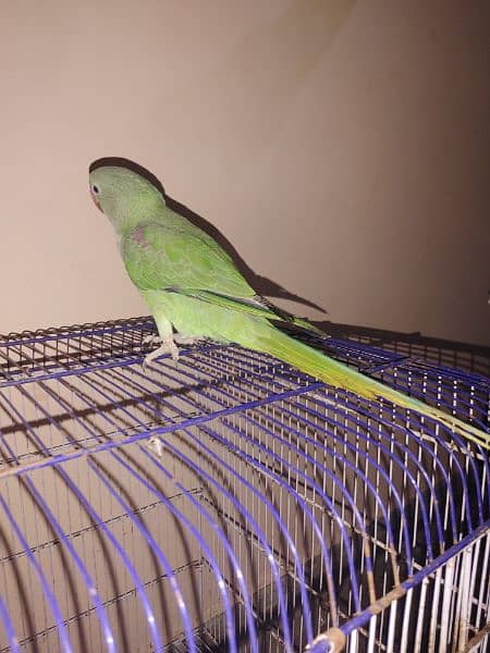 TALKING GREEN KASHMIRI PAHADI PARROT ( FEMALE ) 5