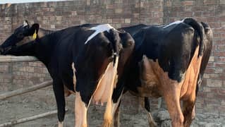 Holstein Friesian Imported American Cows