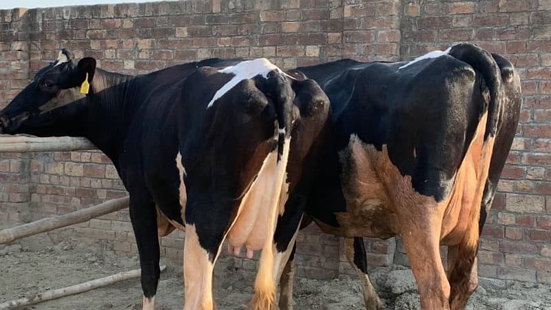 Holstein Friesian Imported American Cows 0