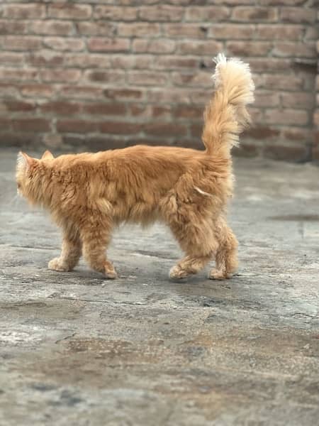 russian tripple coated high quality male 3