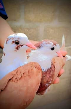 fancy pigeon