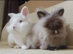 imported Rabbit Pair