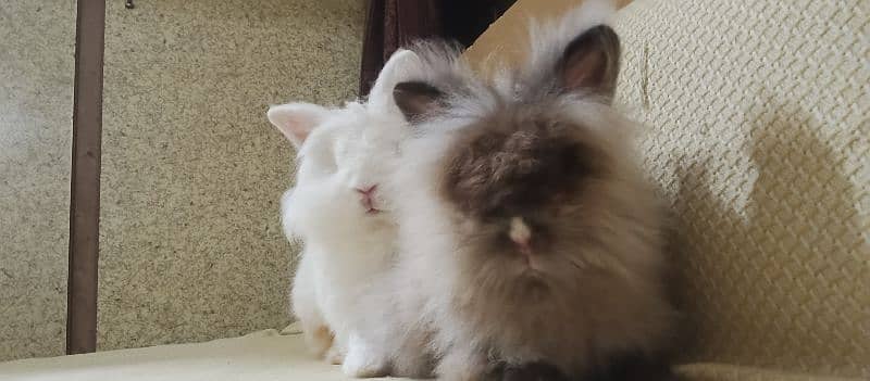 imported Rabbit Pair 1