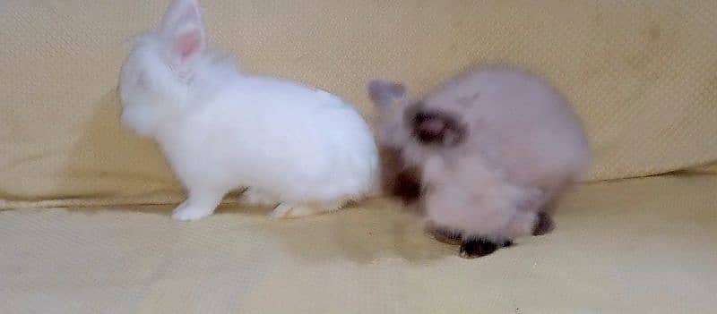 imported Rabbit Pair 6