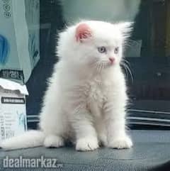 REQUIRED Persian kitten