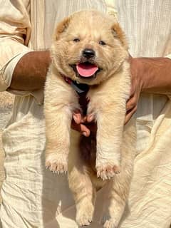 alabai security dog male 2 month for sale heavy bone