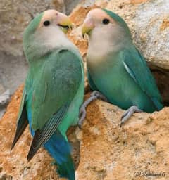 love birds