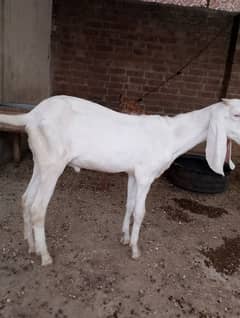 Bakry pure breed Rajanpuri, ablak, makhi chena