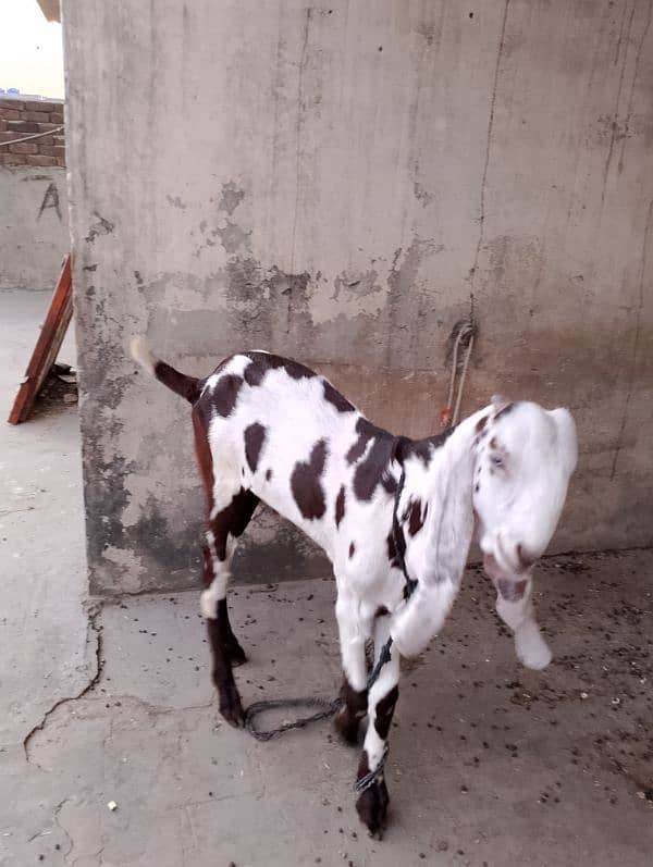 Bakry pure breed Rajanpuri, ablak, makhi chena 1