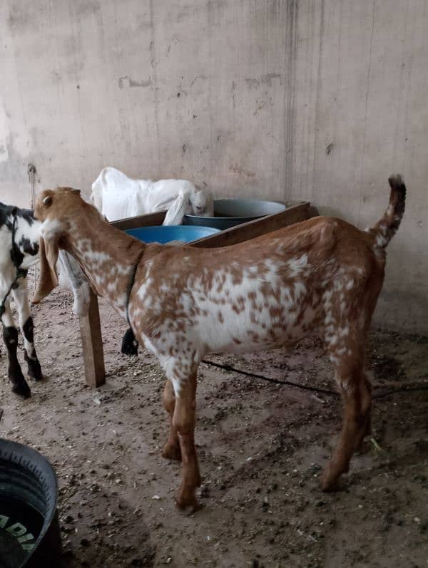 Bakry pure breed Rajanpuri, ablak, makhi chena 3