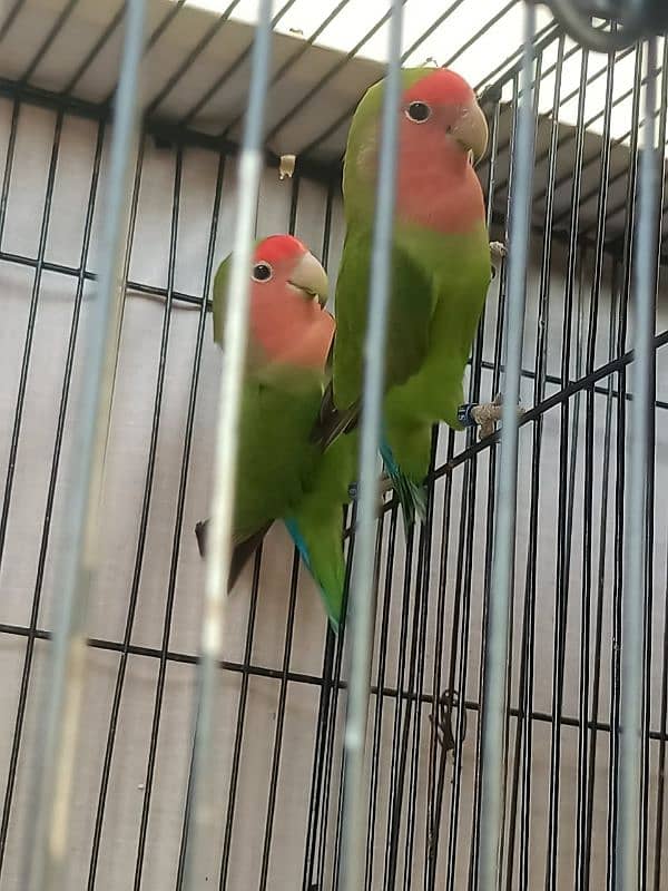 love Birds 1