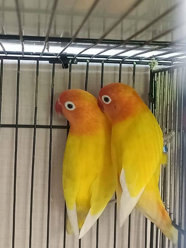 love Birds 2