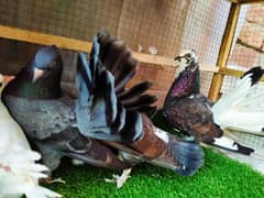 Indian Fantail (Lucky) pair