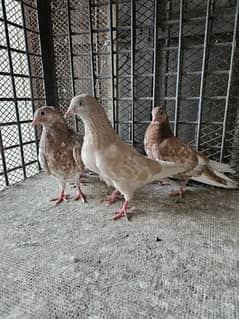 Pigeons for Sale