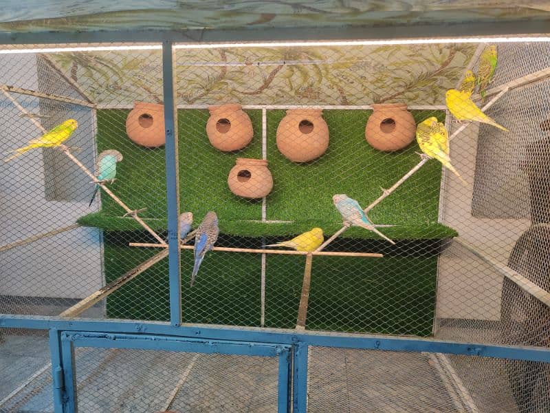 parrots cage 2