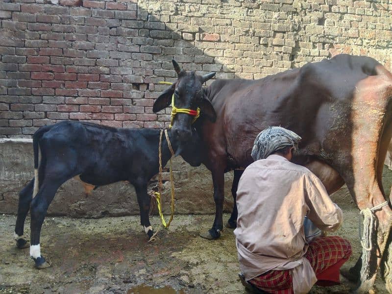 sahiwal cross cow 0