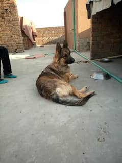 german shepherd sable colour