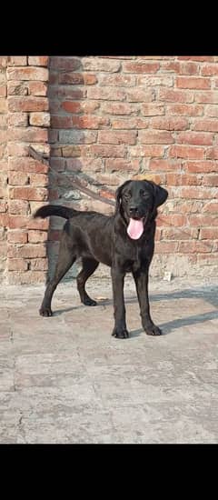 Labrador