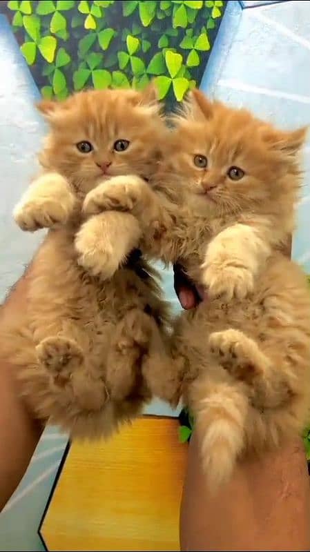 pair of cute kittens 0