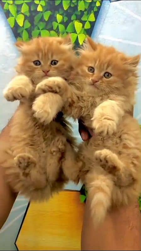 pair of cute kittens 3