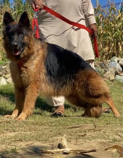 German shepherd long Cote show quality havey female for sale 0