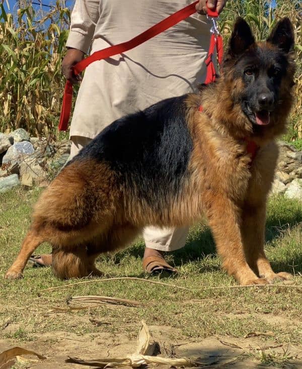 German shepherd long Cote show quality havey female for sale 1