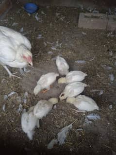 white hera chicks paper white hera chicks far sale par 1500