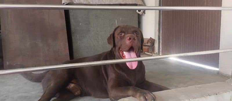 Pedigree Chocolate Male stud avilable 2