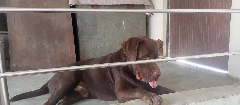 Pedigree Chocolate Male stud avilable 3