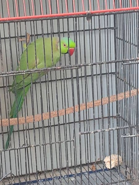 Ringneck Breeding pair 0