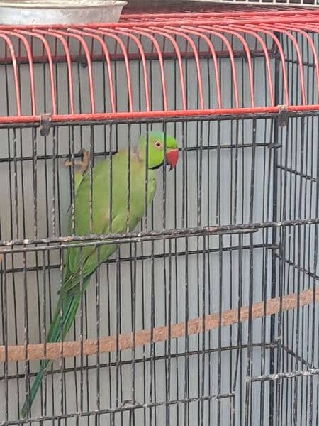 Ringneck Breeding pair 1