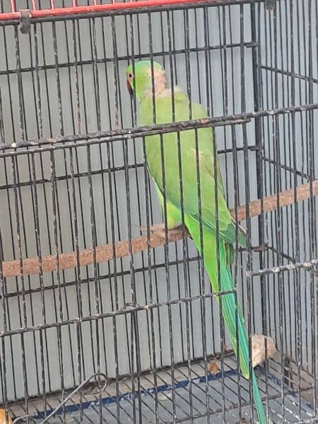 Ringneck Breeding pair 2