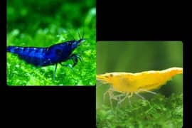 Yellow & Blue shrimps/ Betta fish /snails