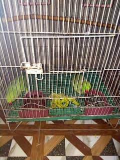 2 Female Age 2 year with cage