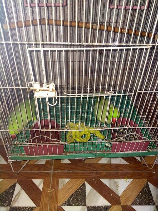 2 Female Age 2 year with cage 0