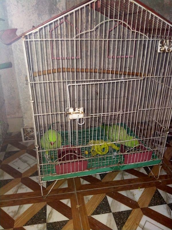 2 Female Age 2 year with cage 2