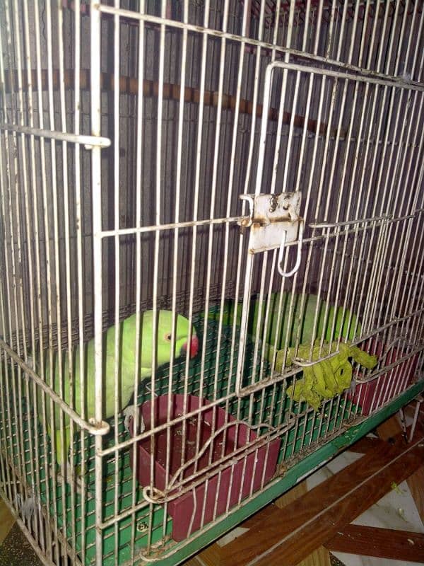 2 Female Age 2 year with cage 3