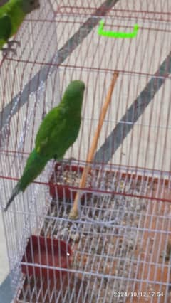 green parrot. 2 female pulm headed parrot for sale. with cage