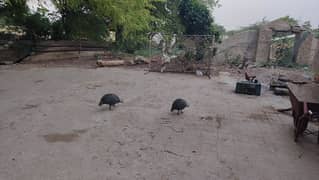 2 male guinea fowl