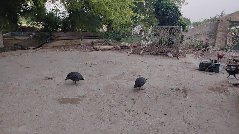 2 male guinea fowl 1