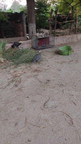 2 male guinea fowl 2