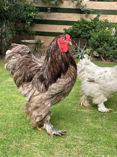 Brahma pair