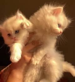 Persian Kittens / Kittens for sale / Persian Cats/blue eyes